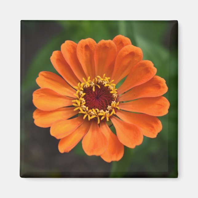 Single Orange Flower Magnet (Front)