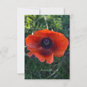 Single Orange Oriental Poppy Card