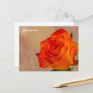 Single Orange Rose Postcard