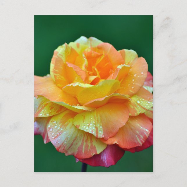 Single orange tea rose postcard (Front)