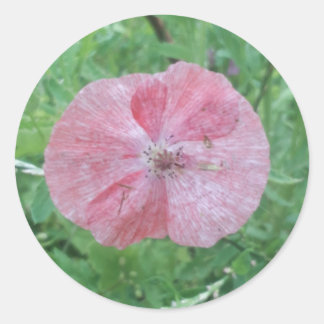 Single Pale Poppy with Green Background Classic Round Sticker