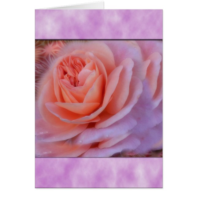 Single Peach Rose (Front)