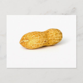Single Peanut On White Background Postcard