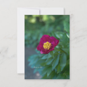 Single Peony Card
