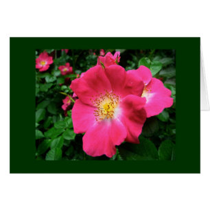 Single Petal Rose Blank Card