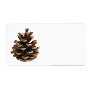 Single pinecone