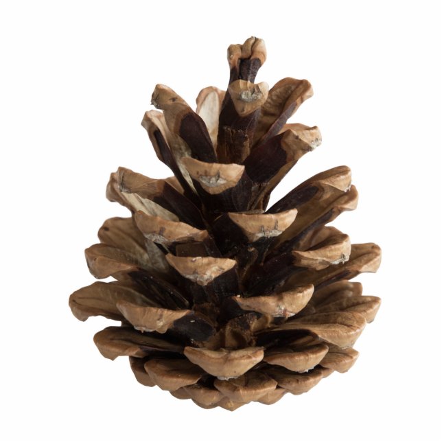 Single pinecone standing photo sculpture (Front)