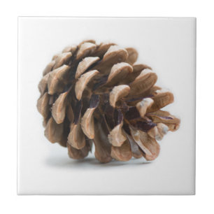 Single pinecone tile