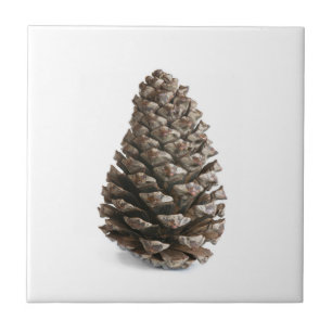 Single pinecone tile