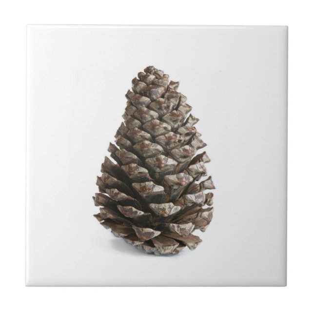Single pinecone tile (Front)