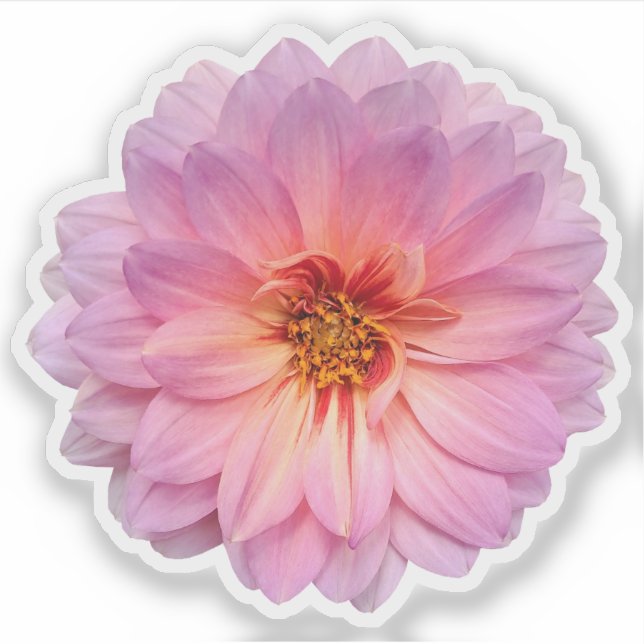 Single Pink and Purple Zinnia Flower (Front)