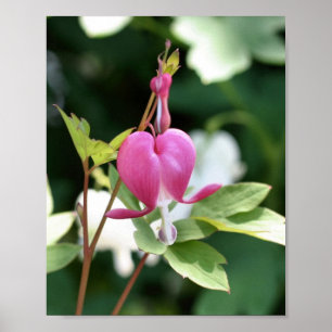 Single Pink Bleeding Heart Flower  Poster