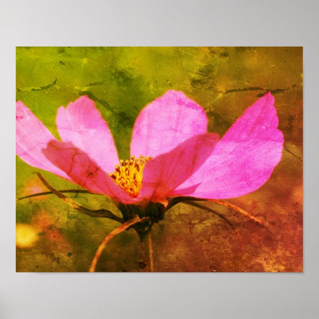 Single Pink Cosmos Flower Distressed Art Poster (Front)