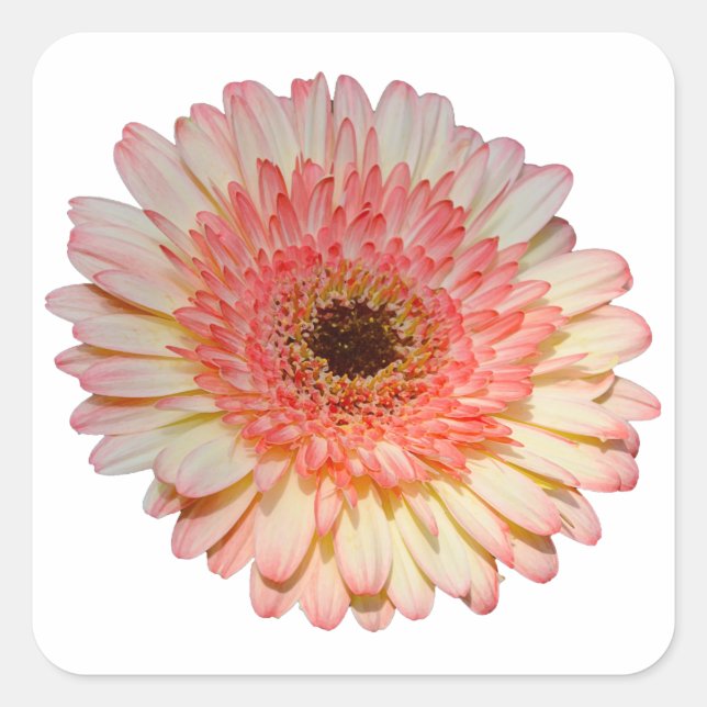 Single pink gerber flower square sticker (Front)