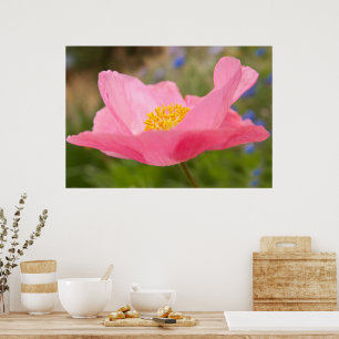 Single Pink Poppy Photograph Close-up Poster