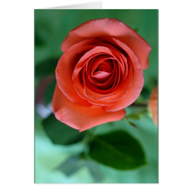 Single pink rose (Front)