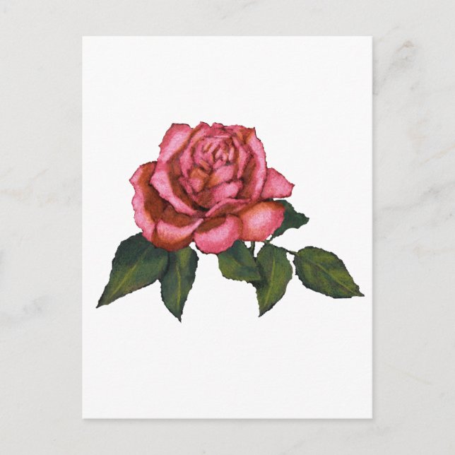 Single Pink Rose: Color Pencil Drawing: Art Postcard (Front)