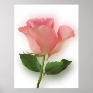 Single Pink Rose Poster