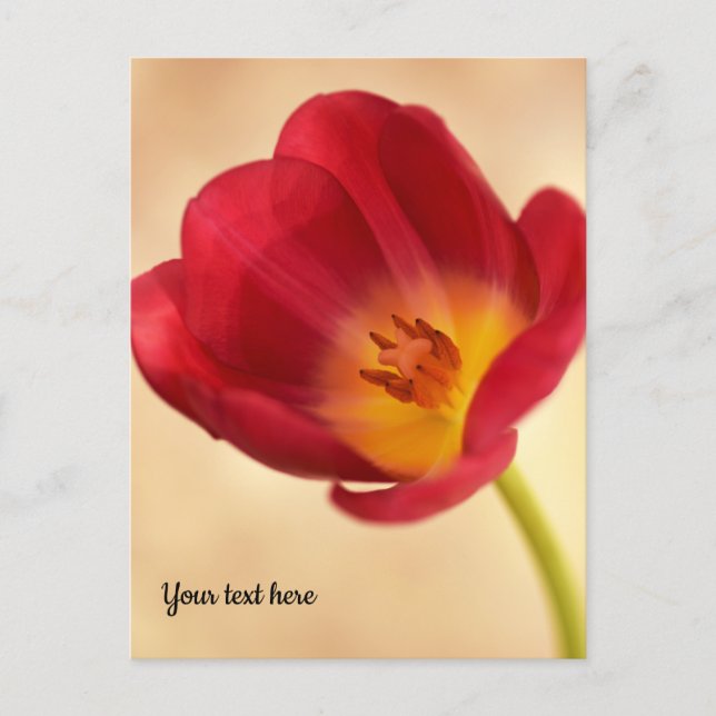 Single Pink Tulip Postcard (Front)