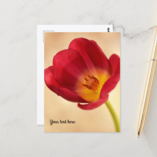 Single Pink Tulip Postcard