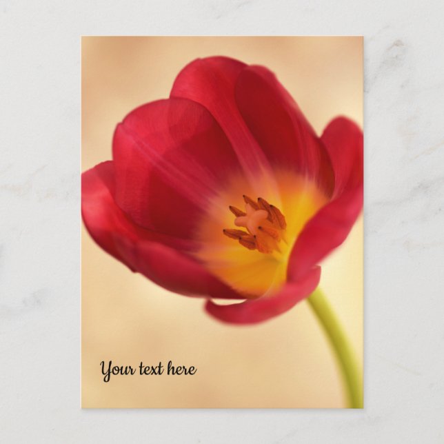 Single Pink Tulip Postcard (Front)