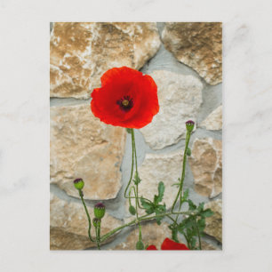 Single poppy flower and a stone wall behind it postcard
