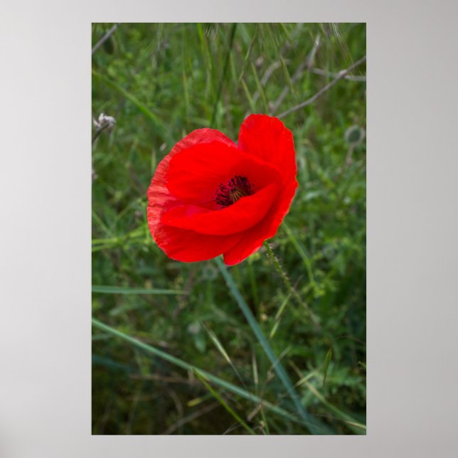 Single poppy flower photo poster (Front)