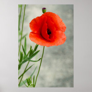 Single poppy flower photo poster