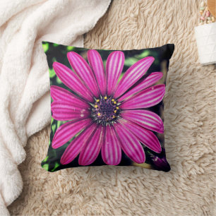 Single Purple African Daisy Flower   Cushion