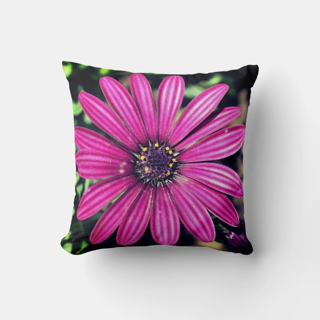 Single Purple African Daisy Flower   Cushion (Front)