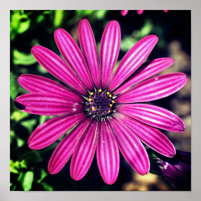 Single Purple African Daisy Flower  Poster (Front)