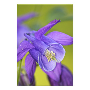Single Purple Columbine Flower Photo Print