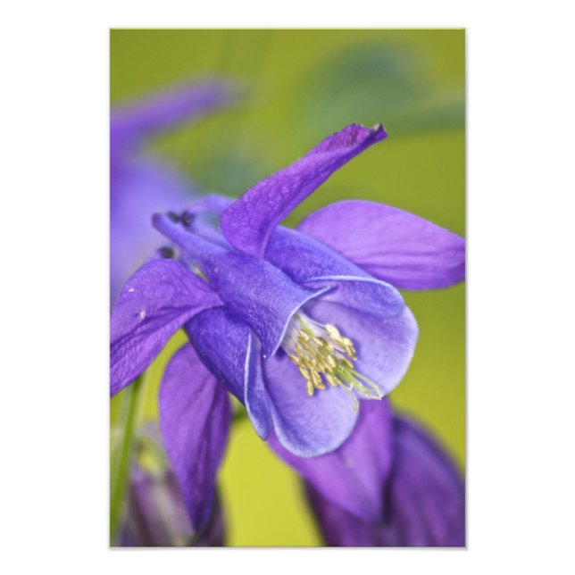 Single Purple Columbine Flower Photo Print (Front)