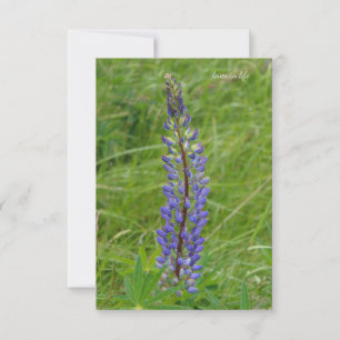 Single Purple Lupine Card