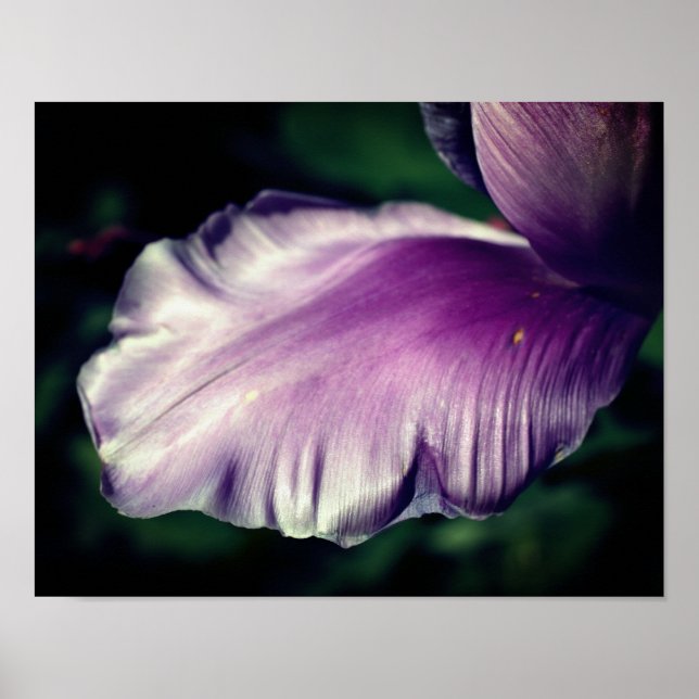 Single Purple Tulip Flower Petal Close Up Poster (Front)
