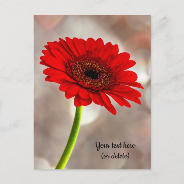 Single Red Gerbera Postcard (Front)
