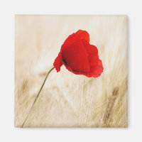 Single Red Poppy in a Grassy Field