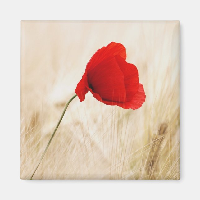 Single Red Poppy in a Grassy Field Magnet (Front)
