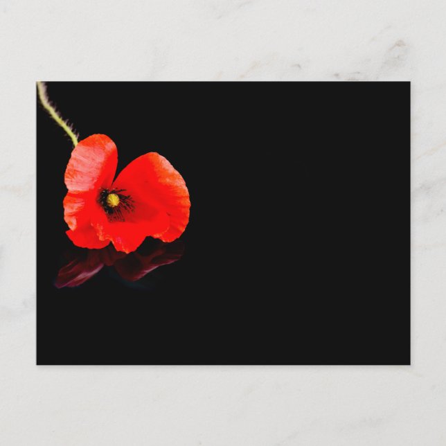 Single red poppy on black postcard (Front)