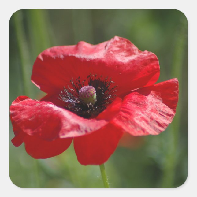 Single red poppy square sticker (Front)