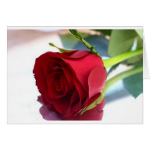 single red rose