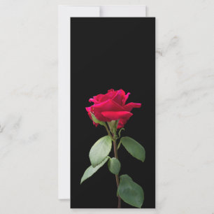 Single red rose