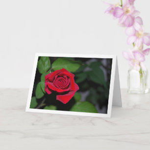 Single Red Rose and Green Leaves Card