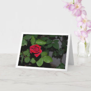 Single Red Rose and Green Leaves Card