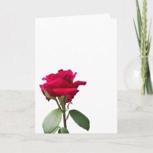 Single red rose card