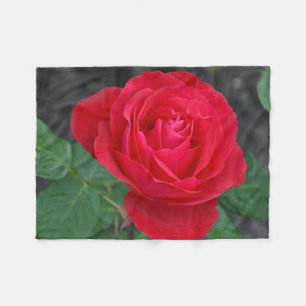 Single red rose fleece blanket