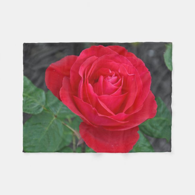 Single red rose fleece blanket (Front (Horizontal))