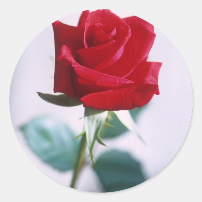 Single Red Rose Flower Classic Round Sticker (Front)