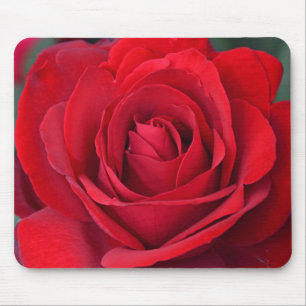 Single red rose in full bloom mouse mat