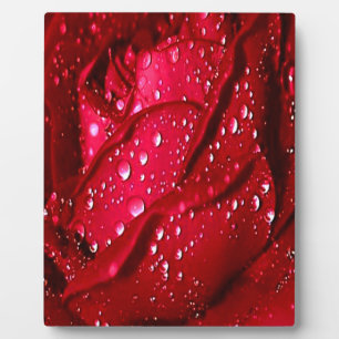 Single Red Rose in the Rain Plaque
